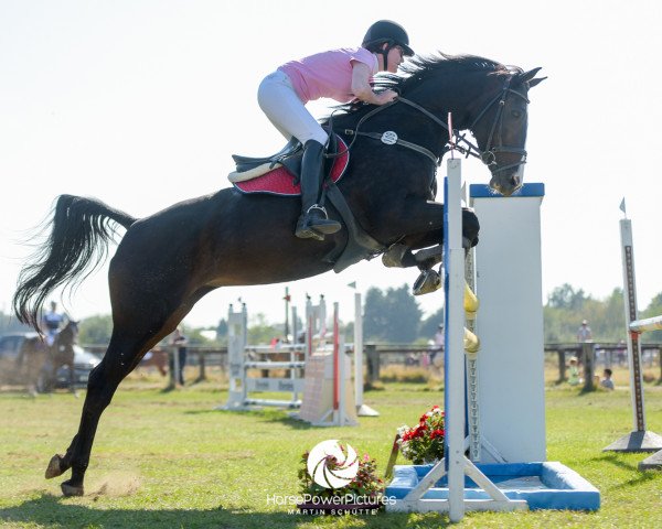 jumper Cindy 984 (Rhinelander, 2007, from Castellini)