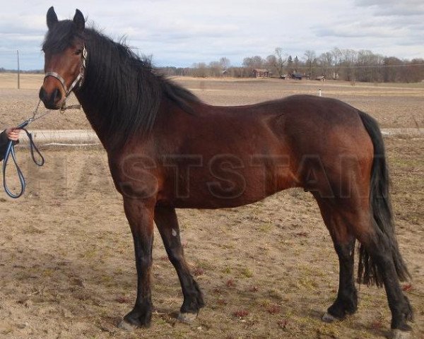 Zuchtstute Chantina (Connemara-Pony, 2004, von Frederiksminde Hazy Chance)