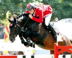 Deckhengst Stakkato Gold (Hannoveraner, 2001, von Stakkato)