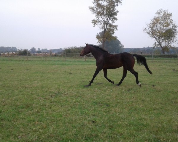 Pferd Magenta (Oldenburger Springpferd, 2013, von Magnus Romeo)