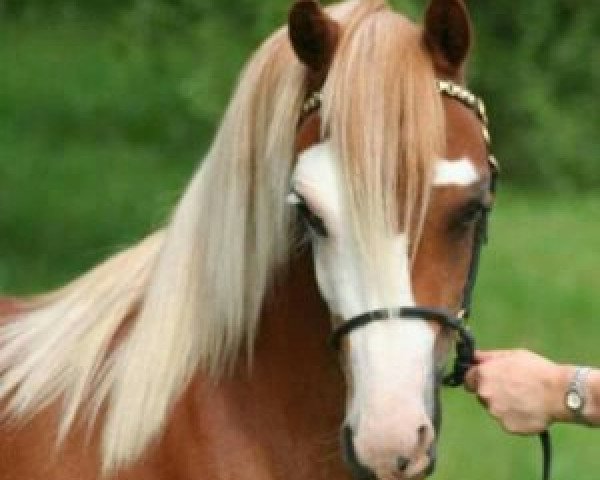 dressage horse Klein Akker's Nicolet (Welsh mountain pony (SEK.A), 2010, from Meedenblik Fabris)