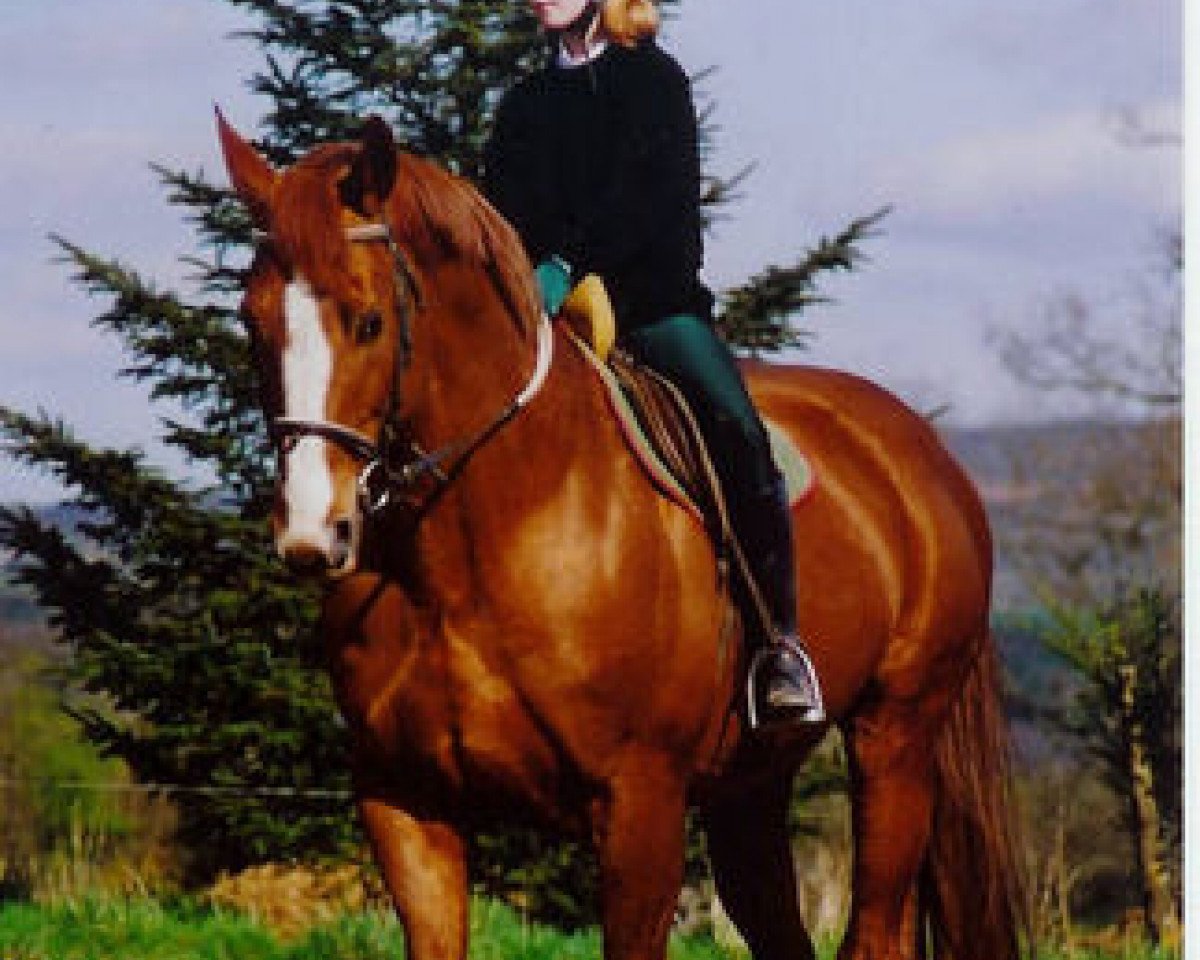 stallion Trianon V (Selle Français, 1985, from Count Ivor xx)