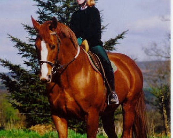 stallion Trianon V (Selle Français, 1985, from Count Ivor xx)