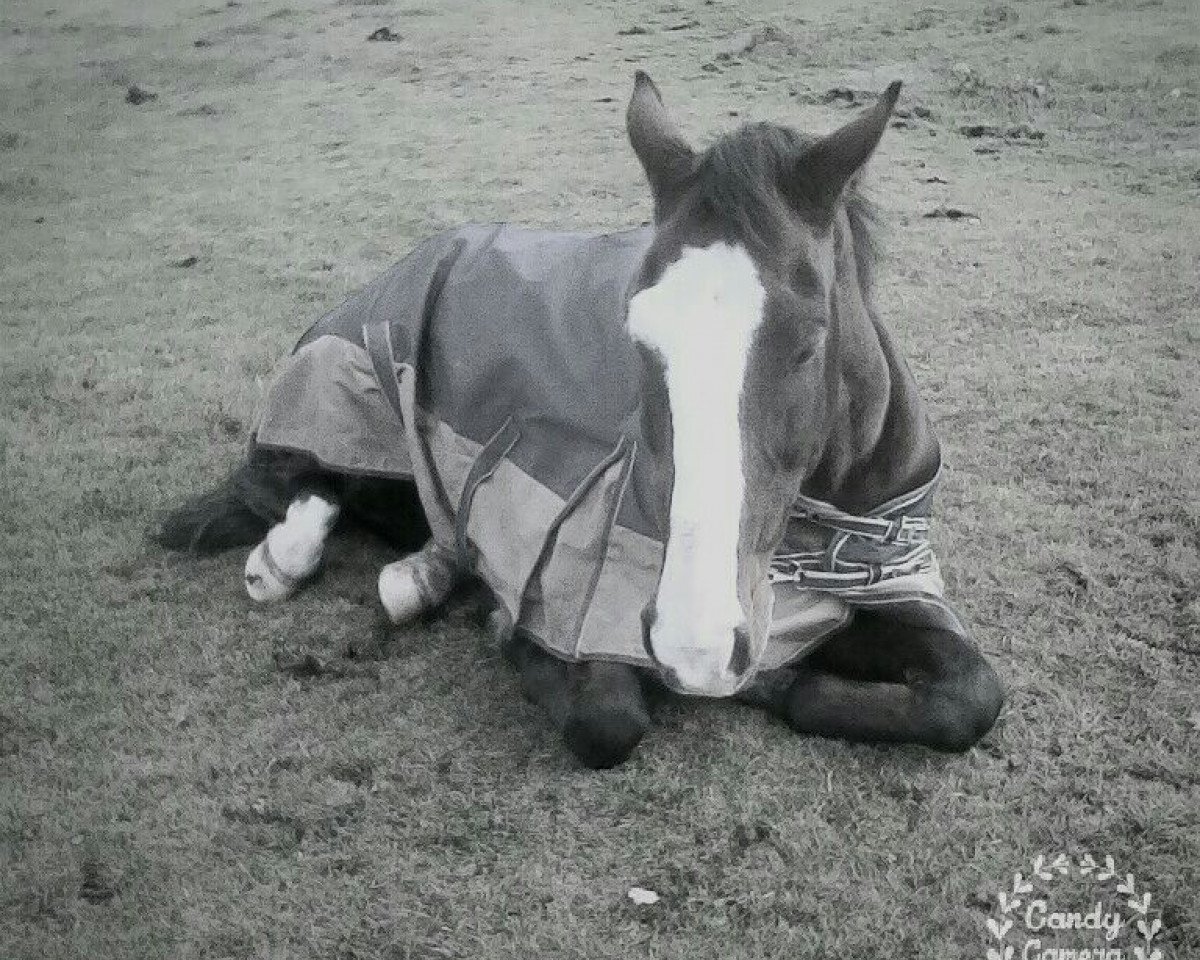 dressage horse Robin-Hood 3 (Danish Warmblood, 1996, from Ratio)