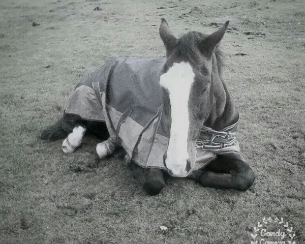 dressage horse Robin-Hood 3 (Danish Warmblood, 1996, from Ratio)