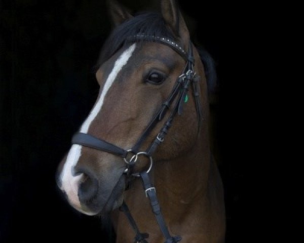horse Chiko (German Riding Pony, 2004, from Colonel)