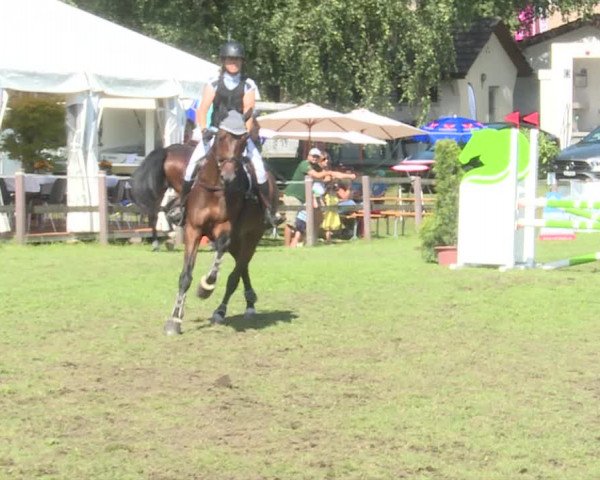 Reitturnier Langenthal 2019