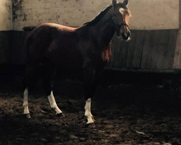 Springpferd Life Time K (Westfale, 2014, von Los Angeles)