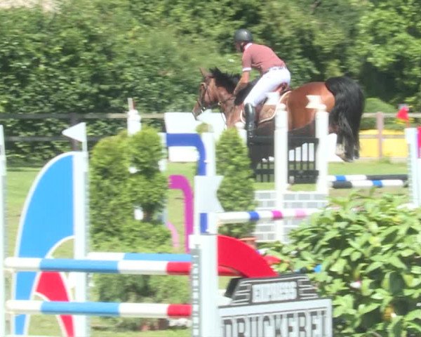 Reitturnier Langenthal 2019