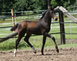 jumper Destinys child M (Hanoverian, 2015, from Diacontinus)