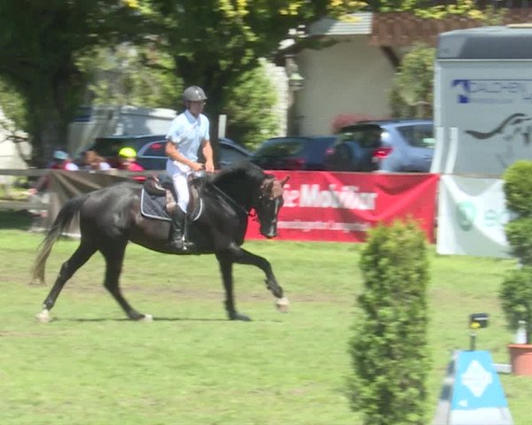 Reitturnier Langenthal 2019