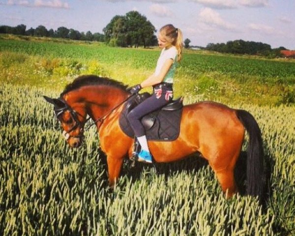 jumper Blitz Boy (German Riding Pony, 2000, from Brillant) jumper Blitz Boy (German Riding Pony, 2000, from Brillant)