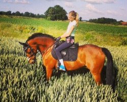 jumper Blitz Boy (German Riding Pony, 2000, from Brillant)