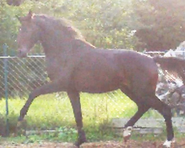 horse Quaters Fürst (German Sport Horse, 2013, from Quaterback) horse Quaters Fürst (German Sport Horse, 2013, from Quaterback)