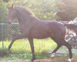 horse Quaters Fürst (German Sport Horse, 2013, from Quaterback)