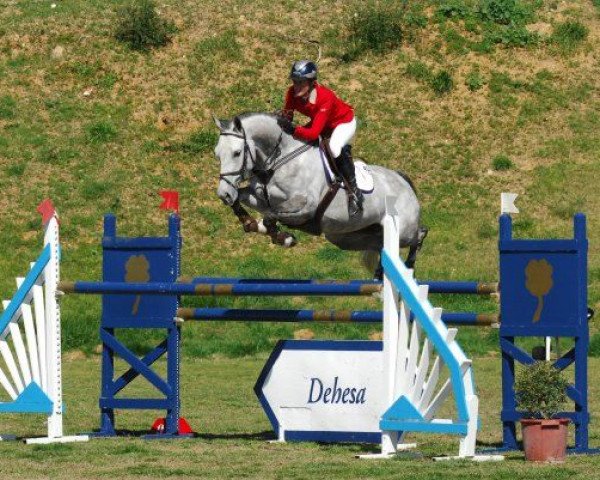 broodmare Arliena Z (Zangersheide riding horse, 2002, from Artos Z)