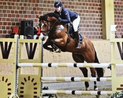 jumper Laurus H (Oldenburg show jumper, 2008, from Lordanos)