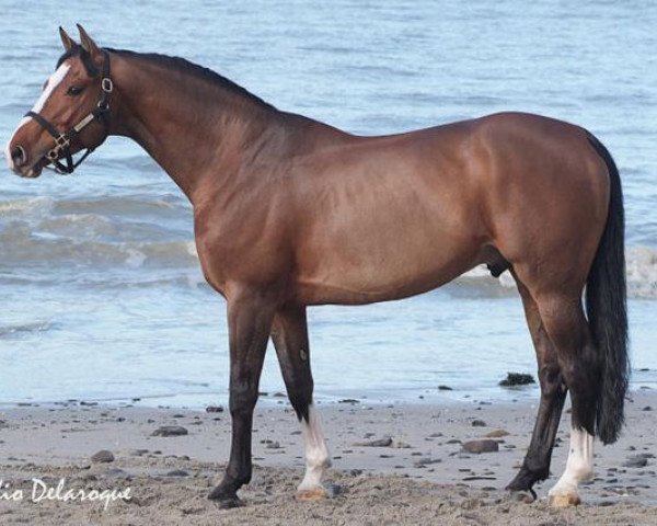 stallion Kheops St. Lois (Selle Français, 1998, from Le Tot de Semilly)