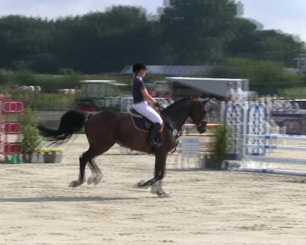 Reitturnier Schülp / Rendsburg 2019