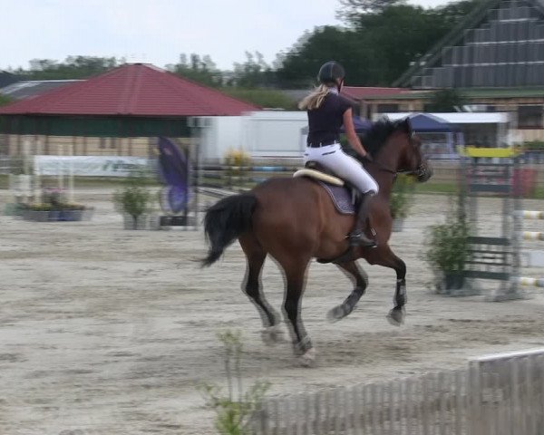 Reitturnier Schülp / Rendsburg 2019