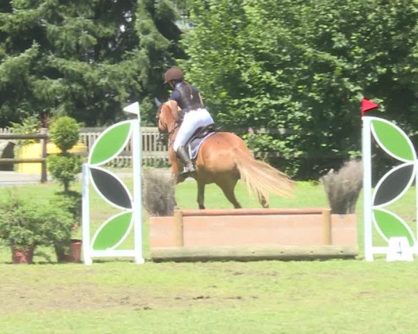 Reitturnier Langenthal 2019