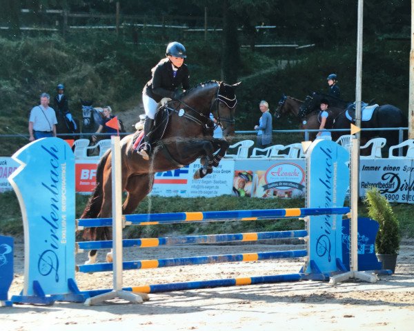 jumper Charlie Chaplin 19 (Holsteiner, 2011, from Crawford)