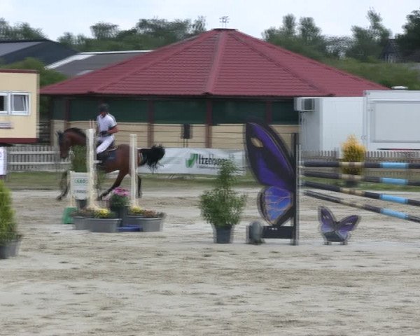 Reitturnier Schülp / Rendsburg 2019