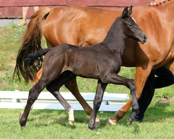 horse Django the Dark P (Hanoverian, 2016, from Diacontinus)