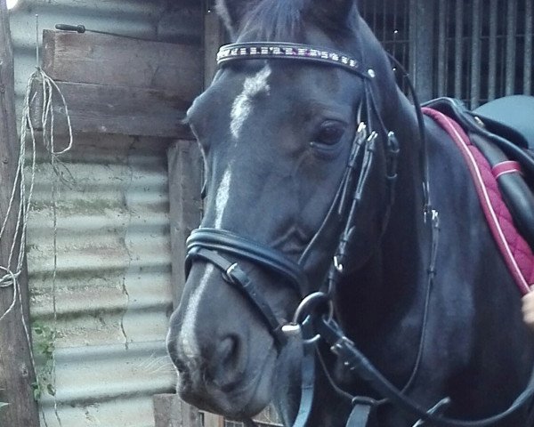 Pferd Amanda (Hannoveraner, 1997, von Amoroso) Pferd Amanda (Hannoveraner, 1997, von Amoroso)