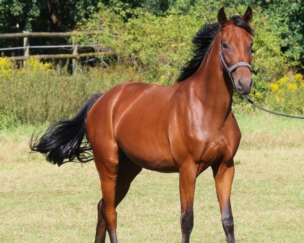 broodmare Rosandra IV (Oldenburg, 2014, from Ron Rubin)