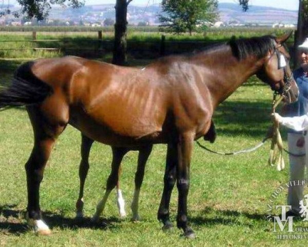 Broodmare Pamela (Czech Warmblood, 1992, from 2266 Przedswit X-80)
