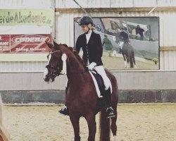 dressage horse Belissa K (Hanoverian, 2010, from Belissimo NRW)