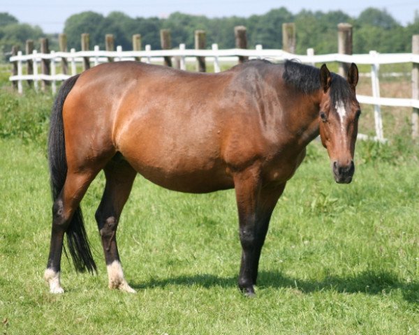 Zuchtstute Cilly (Deutsches Reitpony, 1995, von Chantre B)
