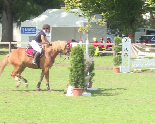 Reitturnier Langenthal 2019