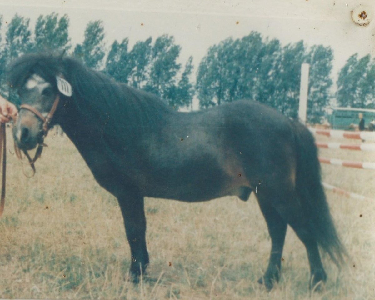 Deckhengst Winzer A 68 DDR (Shetland Pony, 1964, von Wicki v.d. Selkemühle)