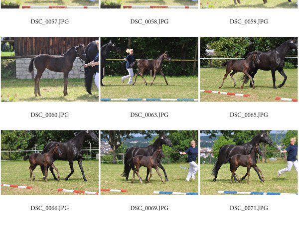 broodmare Danönchen (Oldenburg, 2016, from Danone 4)