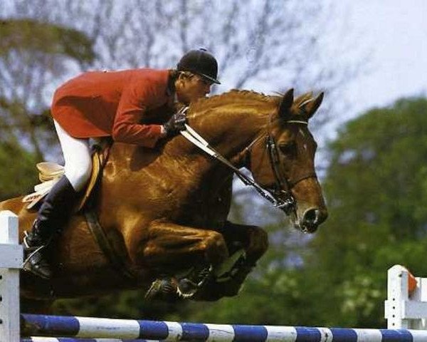 stallion Orgueil du Donjon (Selle Français, 1980, from Uriel) stallion Orgueil du Donjon (Selle Français, 1980, from Uriel)