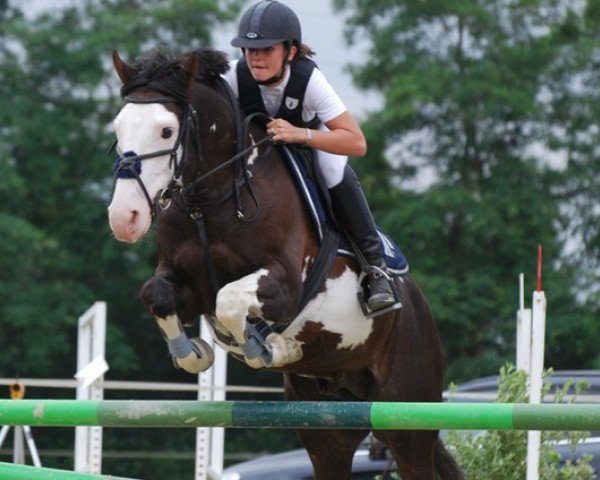 horse Qualino d'Oreal (French Pony, 2004, from Linaro)