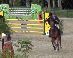 Cavallo da salto Spidam du Genet (Selle Français, 2006, di Quidam de Revel)