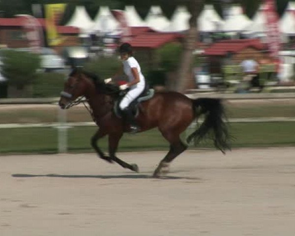 horse Rialto du Genet (Selle Français, 2005, from Quaprice Z)