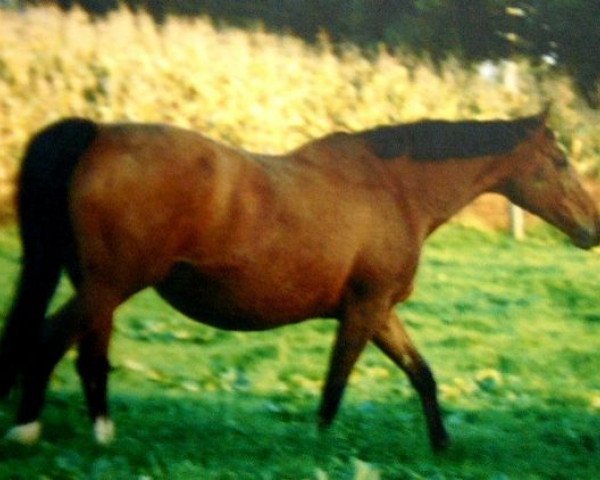 Zuchtstute Spiree (Selle Français, 1984, von Grand Veneur) Zuchtstute Spiree (Selle Français, 1984, von Grand Veneur)