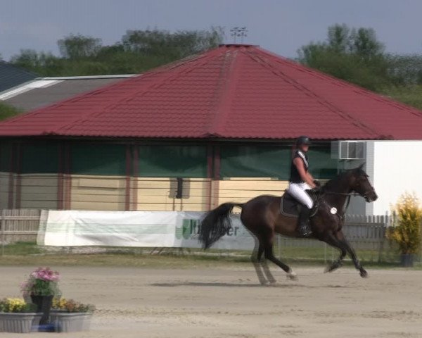 Reitturnier Schülp / Rendsburg 2019