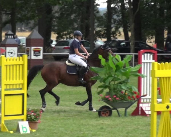 Reitturnier Zobbenitz 2019