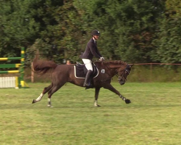 Reitturnier Sollerup 2019