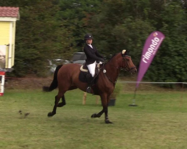 Reitturnier Sollerup 2019