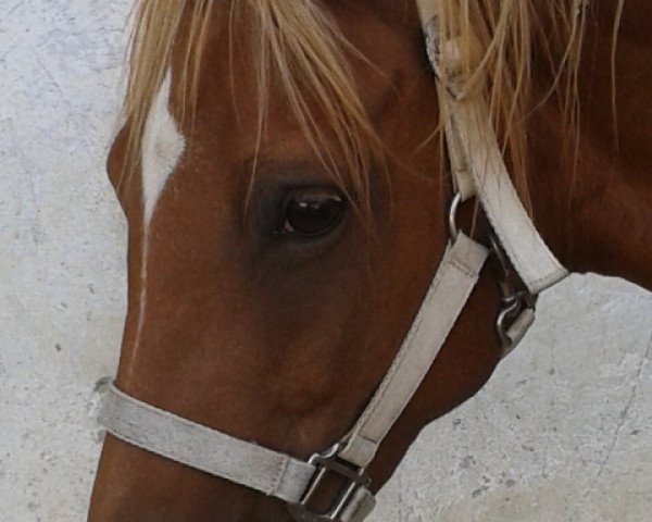 Zuchtstute Loreley 73 (Deutsches Reitpony, 1999, von Ludwig von Buchow) Zuchtstute Loreley 73 (Deutsches Reitpony, 1999, von Ludwig von Buchow)