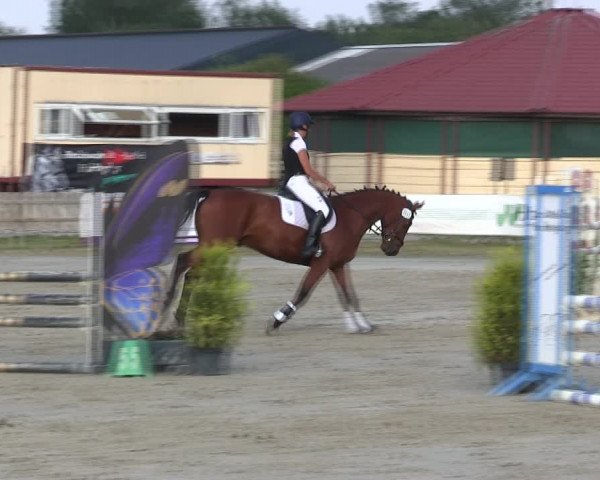 Reitturnier Schülp / Rendsburg 2019