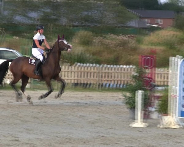 Reitturnier Schülp / Rendsburg 2019