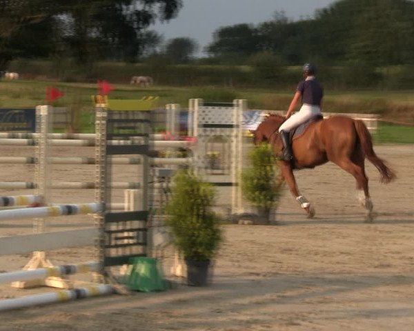 Reitturnier Schülp / Rendsburg 2019