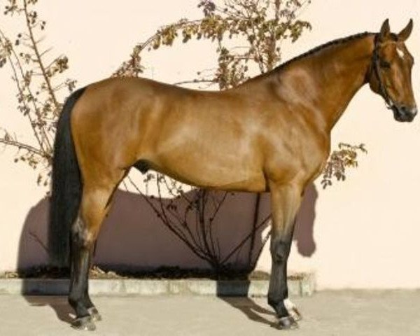 stallion Lucky du Reverdy (Selle Français, 1999, from Allegreto) stallion Lucky du Reverdy (Selle Français, 1999, from Allegreto)